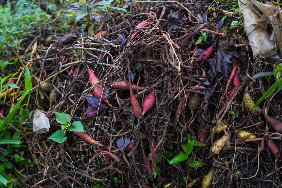 Déchets de cuisine : comment les valoriser avec un compost de jardin