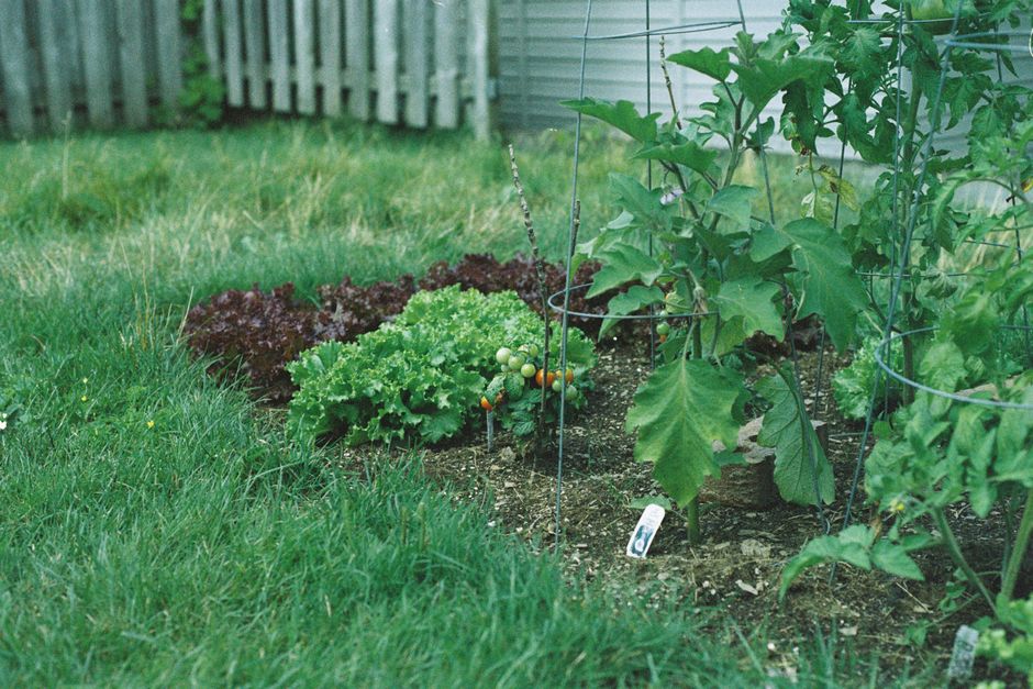 Maladies de la tomate en photos : reconnaître les symptômes au potager