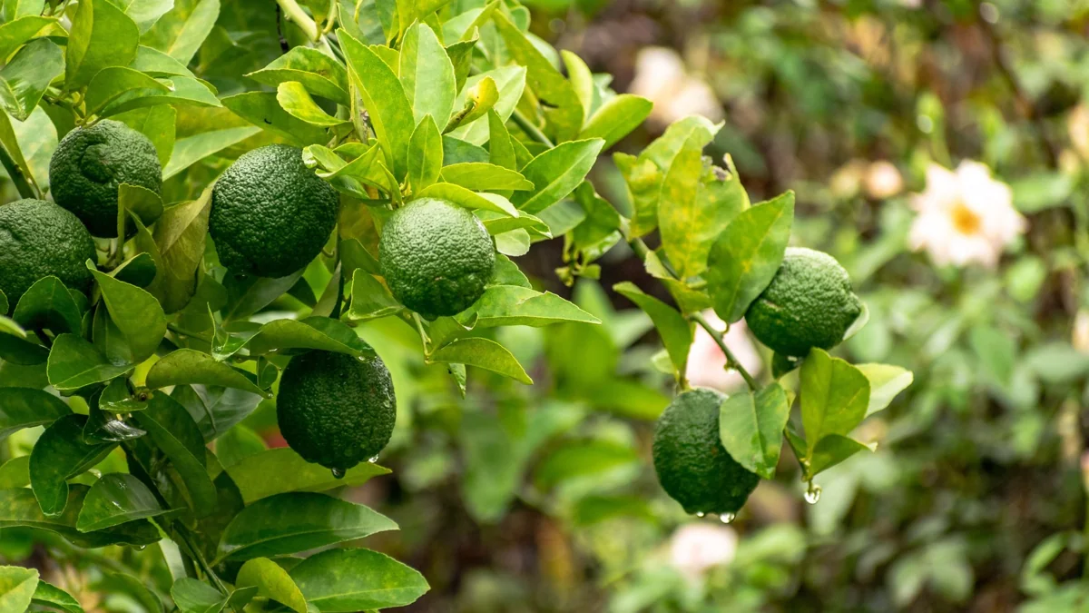 Prix citron caviar: fruit frais, plant ou grossiste, les vrais tarifs